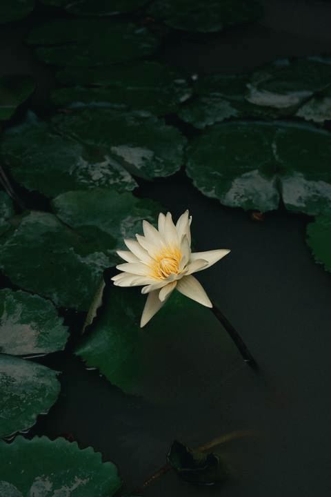 Lotus